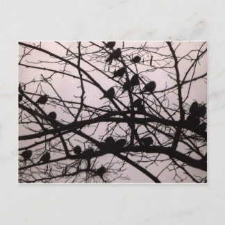 Vogels Silhouettes.jpg Briefkaart