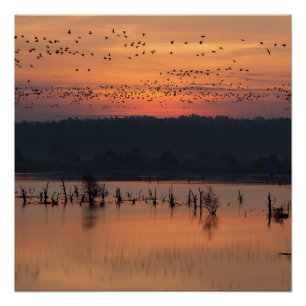 Vogels tegen zonsopgang perfect poster