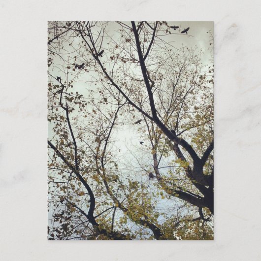 Vogels tussen bomen briefkaart (Voorkant)