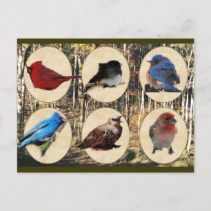 Vogels uit het Midden-Tennessee Briefkaart