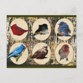 Vogels uit het Midden-Tennessee Briefkaart