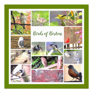 Vogels van Boston Photo Collage Foto Afdruk
