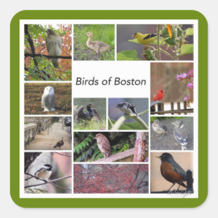 Vogels van Boston Photo Collage Vierkante Sticker