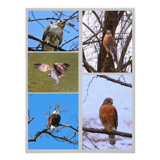 Vogels van de collage van de prooifoto foto afdruk (Voorkant)