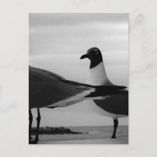 Vogels van een doezelaar briefkaart