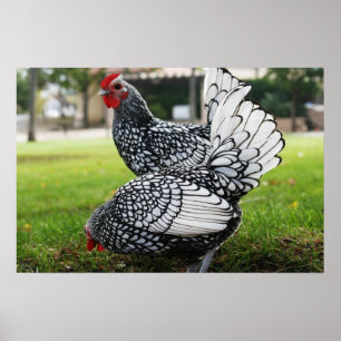 "Vogels van een doezelaar" Poster