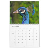 Vogels van een Faeröer Peacock-kalender Kalender (Mar 2026)