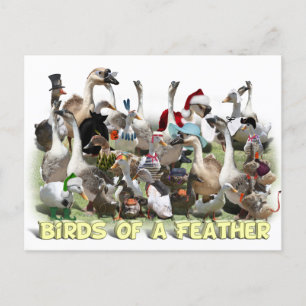 Vogels van een zeebodem briefkaart