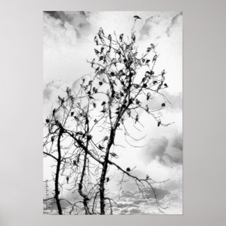 Vogels van een zeebodem poster