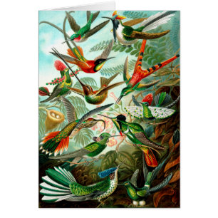 Vogels van Ernst Haeckels Kunstformen - kunst