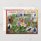 vogels van het briefkaart Oklahoma 19r (Voorkant / Achterkant)