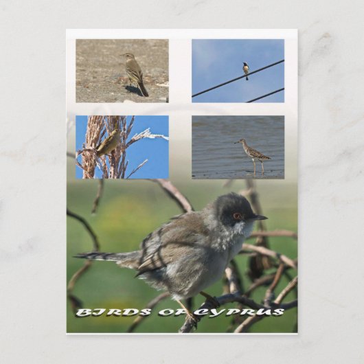 Vogels van het Cypriotische briefkaart (Voorkant)