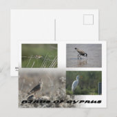 Vogels van het Cypriotische briefkaart (Voorkant / Achterkant)