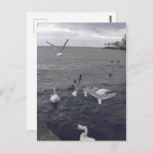 Vogels van het meer van Ontario Briefkaart (Voorkant / Achterkant)