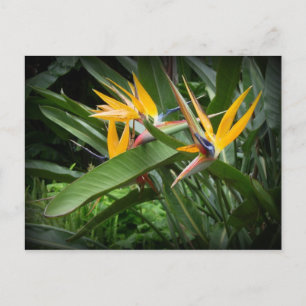 Vogels van het Paradijs-Briefkaart Briefkaart