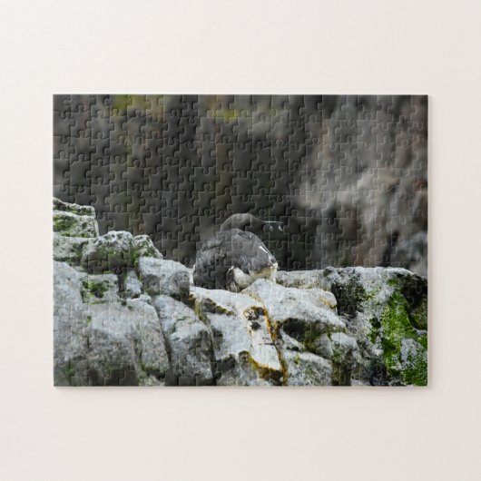 Vogels van het Zee. Legpuzzel (Horizontaal)