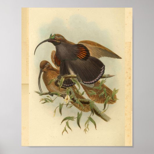 Vogels van Paradise Bird Green Color  Print (Voorkant)