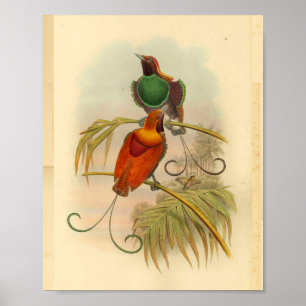 Vogels van Paradise Bird Green Red Print
