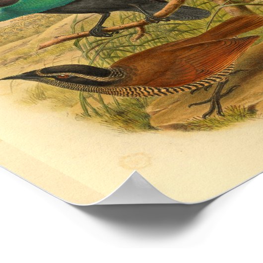 Vogels van Paradise Blue Brown  print (Hoek)