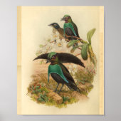 Vogels van Paradise Green Blue  Print (Voorkant)