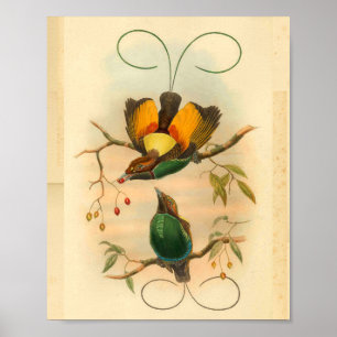 Vogels van Paradise Green Yellow  Print