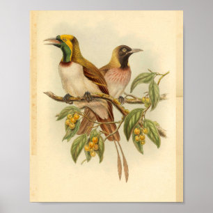 Vogels van Paradise Green Yellow Print