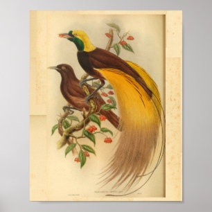 Vogels van Paradise Green Yellow Print