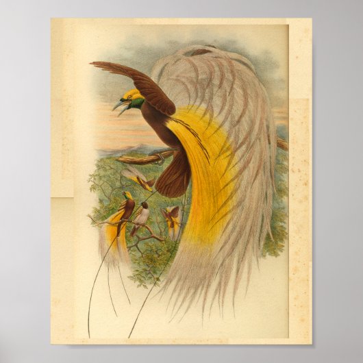 Vogels van Paradise Green Yellow Print (Voorkant)