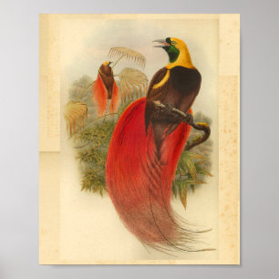 Vogels van Paradise Red Green Yellow  Print