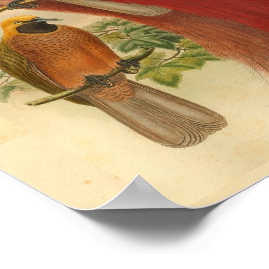 Vogels van Paradise Red Yellow Print (Hoek)