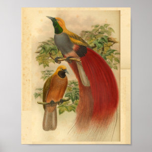 Vogels van Paradise Red Yellow Print