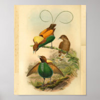 Vogels van Paradise Yellow Green  Print