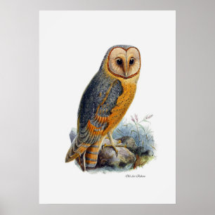 vogels van proy ~ Barn Owl Poster