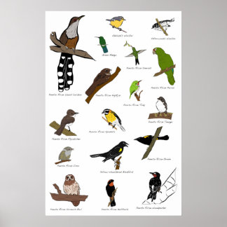 Vogels van Puerto Rico Poster