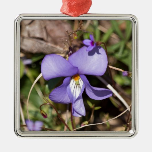 Vogels-Voetbal Violet w/Bluets Metalen Ornament (Voorkant)