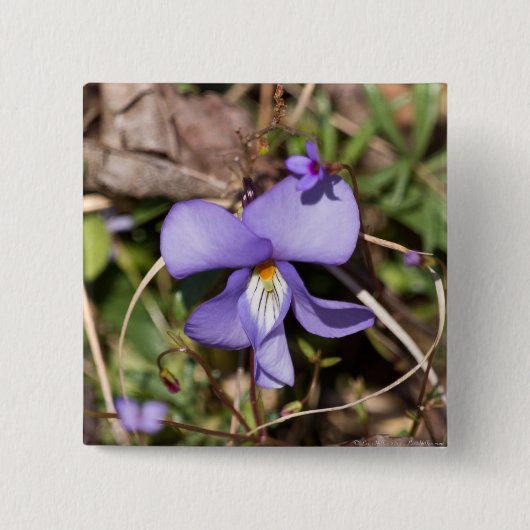 Vogels-Voetbal Violet w/Bluets Vierkante Button 5,1 Cm (Voorkant)