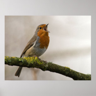 vogels zijn de enige dieren met veren 3 poster