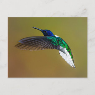 vogels zijn de enige dieren met veren 4 briefkaart