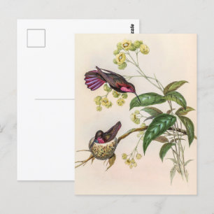 vogelstand door John Gould Briefkaart