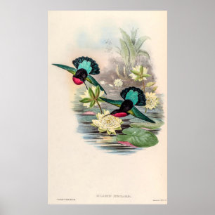 vogelstand door John Gould Poster
