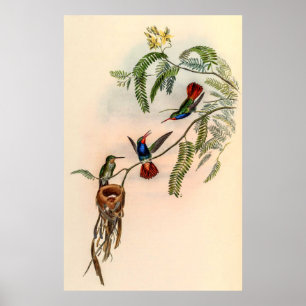 vogelstand door John Gould Poster