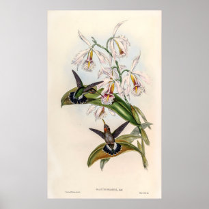 vogelstand door John Gould Poster