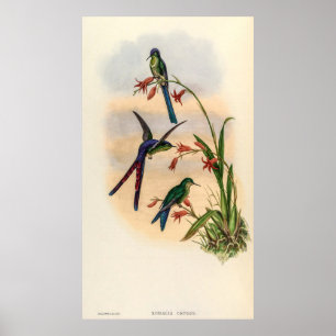  vogelstand door John Gould Poster