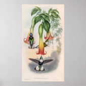  vogelstand door John Gould Poster (Voorkant)