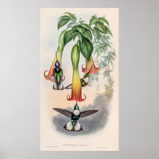 vogelstand door John Gould Poster (Voorkant)