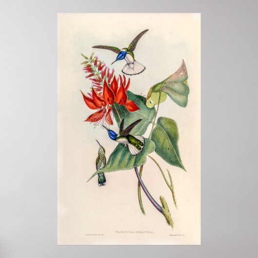  vogelstand door John Gould Poster (Voorkant)