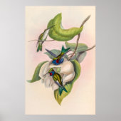  vogelstand door John Gould Poster (Voorkant)