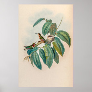  vogelstand door John Gould Poster