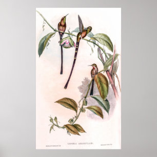  vogelstand door John Gould Poster