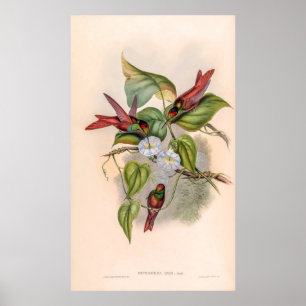  vogelstand door John Gould Poster